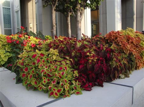 Coleus: Plant Care and Collection of Varieties - Garden.org