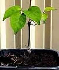 How to Propagate Trumpet Vine From Cuttings