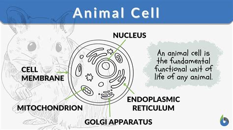 Difference Between Plant Cell And Animal Cell For Kids