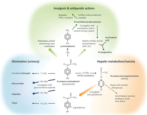 Mechanism Of Action Of Paracetamol Toxicity Imagesee - vrogue.co