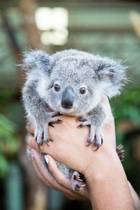 Pin by Michele on Animals | Cute animals, Cute baby animals, Koala