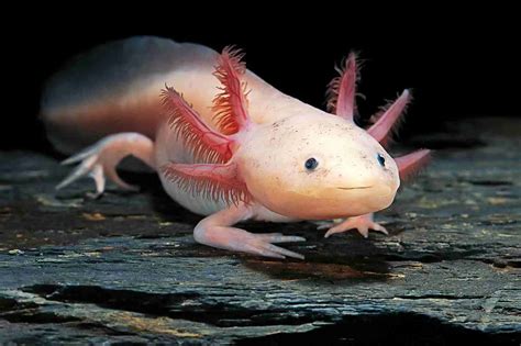 What Do Axolotls Eat In The Wild?