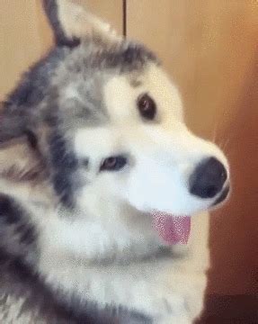 Husky GIF - Find & Share on GIPHY