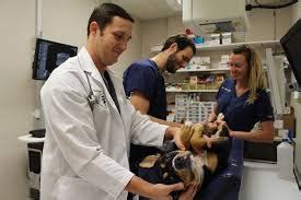 Animal Hospital «Small Animal Hospital», reviews and photos