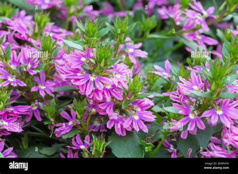 Fairy fan-flower, Scaevola aemula in blossom Stock Photo - Alamy