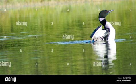 Allagash Wilderness Waterway Stock Photo - Alamy