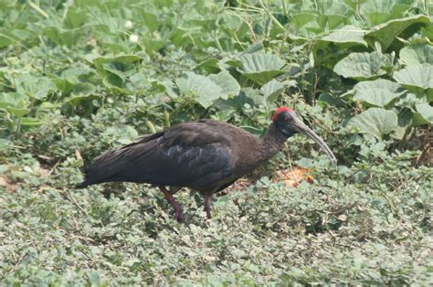 Birds in Delhi(India): Black Ibis