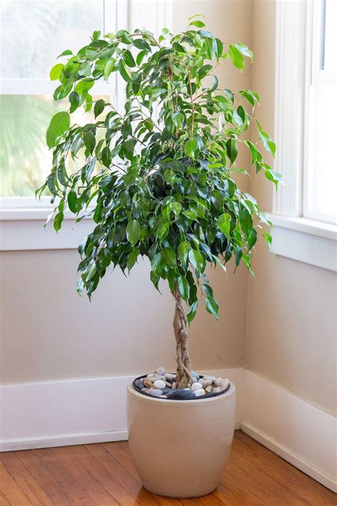 Indoor Weeping Fig Tree Care - Large 6ft indoor weeping fig tree (ficus) | in Norwich ...