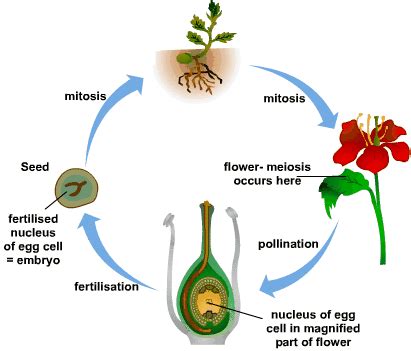 MCQ ON PLANT REPRODUCTION | by Biology Experts Notes | Medium