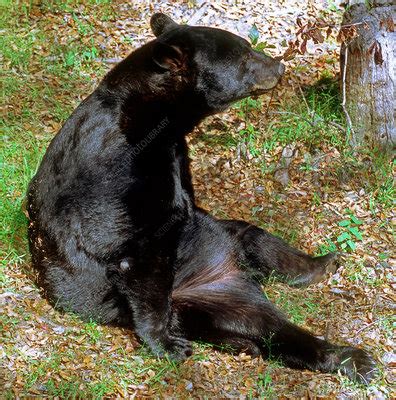 Florida Black Bear - Stock Image - Z927/0279 - Science Photo Library