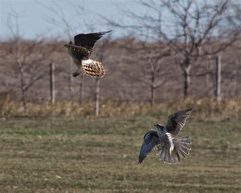 Prairie Falcon - North-Central Texas Birds