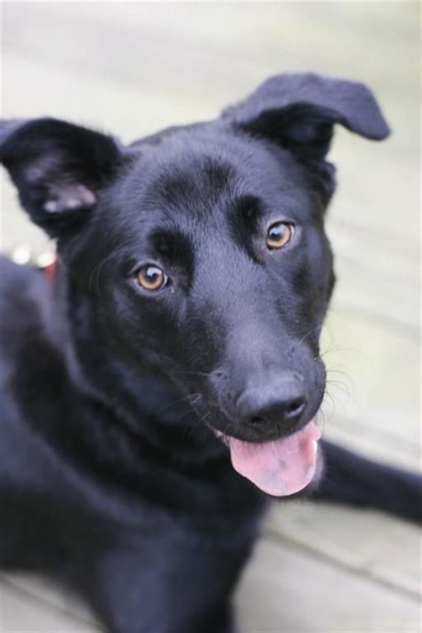 Black German Shepherd Chow Lab Mix