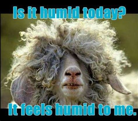 Humid Weather Hair Meme