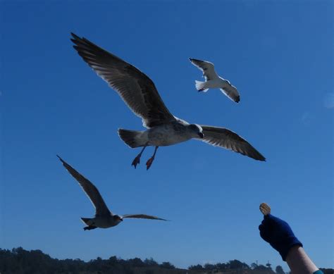 Feeding Seagulls Free Stock Photo - Public Domain Pictures