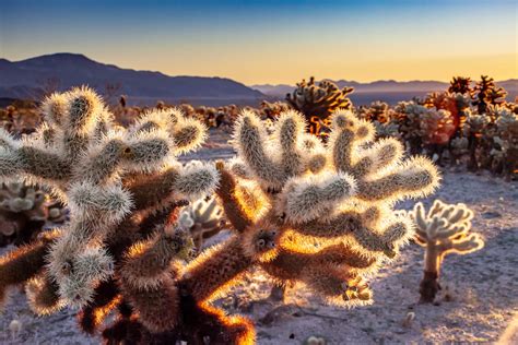 Cholla Cactus Garden-1 - National Park Photographer