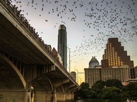 The History of Congress Avenue Bridge Bats in Austin