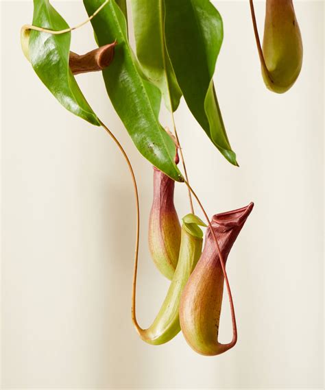 Carnivorous Plants 101: How to Care for Carnivorous Plants