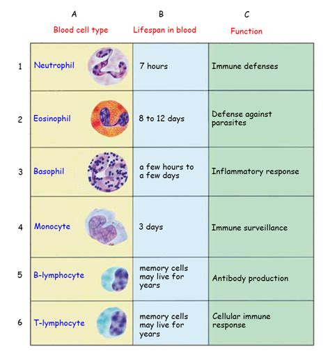 White Blood Cell Size