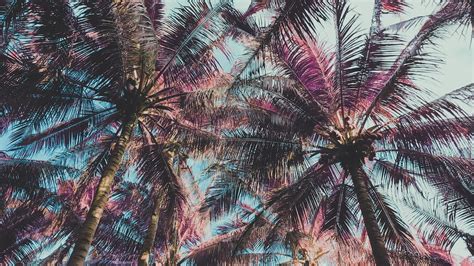 Free stock photo of coconuts, infrared, palms