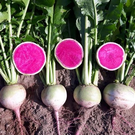 New colorful radish varieties - Wing Seed