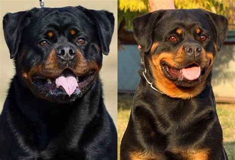 Giant Rottweiler Puppies For Sale Craigslist : rottweiler puppies for sale on craigslist ny ...