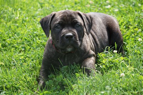 ICA Registered Boerboel Puppy For Sale Dundee OH Female Manhatten – AC Puppies LLC