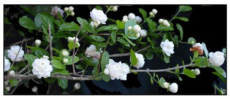 Sampaguita, Sampagita / Jasmin / Jasminum sambac: Herbal Therapy / Philippine Alternative Medicine