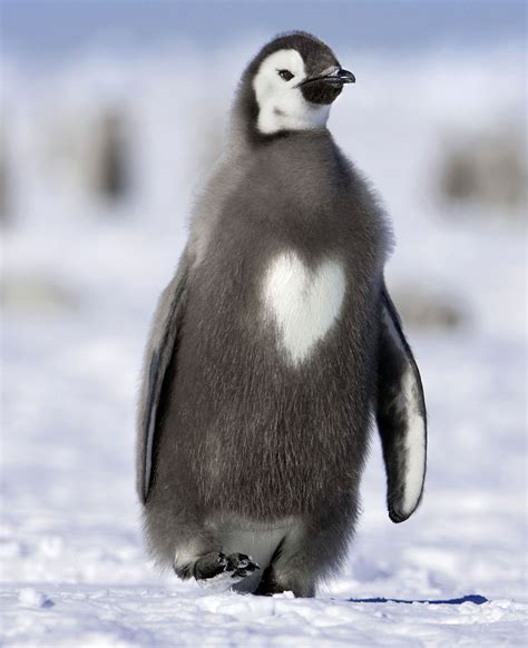 Emperor penguin chick with a heart : aww