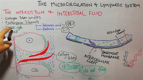 CVS physiology 82.The interstitium & interstitial fluid,Tissue gel ...