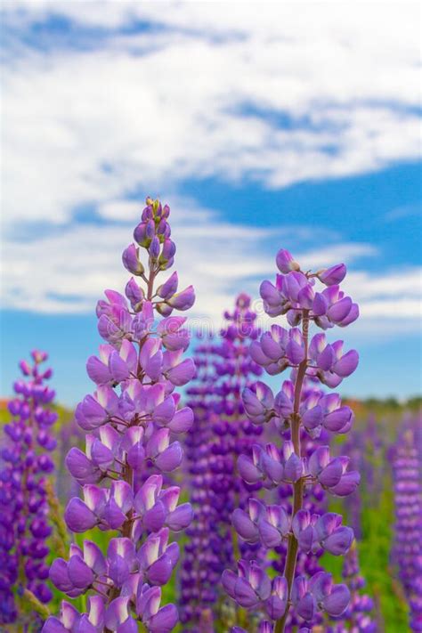 Close Up Purple Lupine Flower Closeup Outdoors.Lupinus, Lupin, Lupine ...