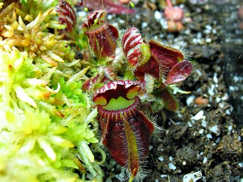 Carnivorous Plants