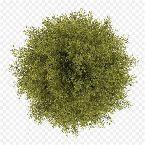 Tree Evergreen - Unlimited Download. Kisspng.com. | Trees top view, Tree plan photoshop, Tree ...