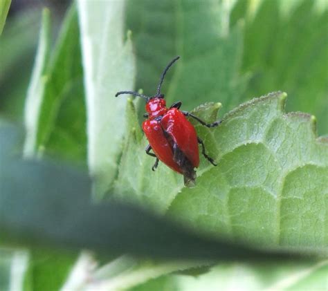 Red Lily beetles plague my Toronto Tiger Lilies