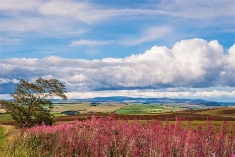 Redesdale Valley and Cheviot Hills Stock Photo - Image of redesdale, scenic: 125997228