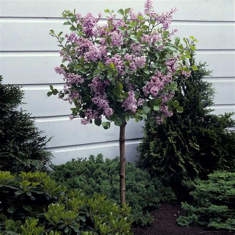 Korean Lilac Trees for Sale | FastGrowingTrees.com