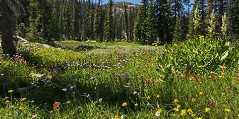 Hiking Into the Uinta Mountains - Outdoor Project