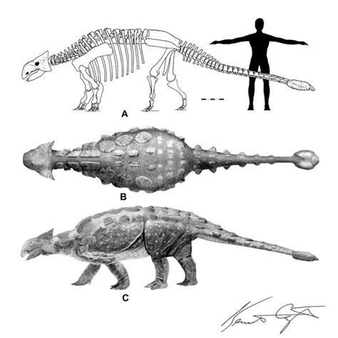 Talk:Ankylosaurus - Wikipedia