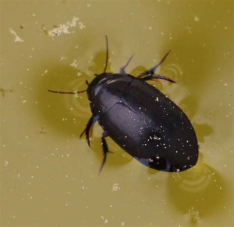 Water Beetle - Learn About Nature