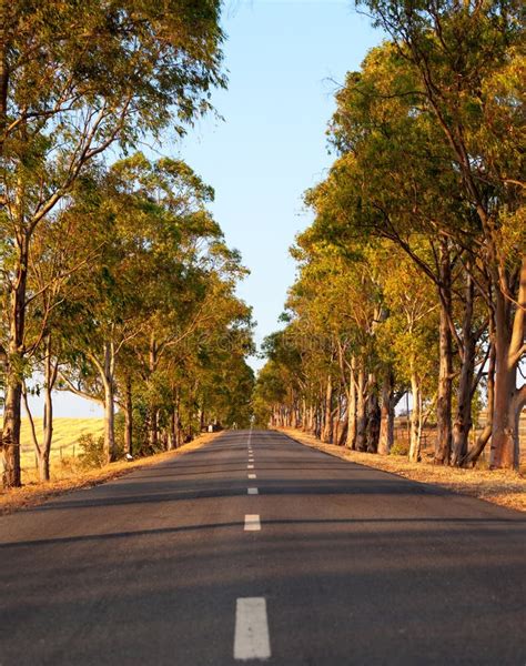 Tarred Road through Lush Woodland Stock Image - Image of scenic, travel ...