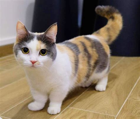 11 Fascinating Facts about the Munchkin Cats | Catastic