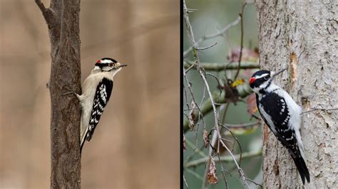 Hairy Woodpecker vs Downy Woodpecker: Similarities & Differences ...