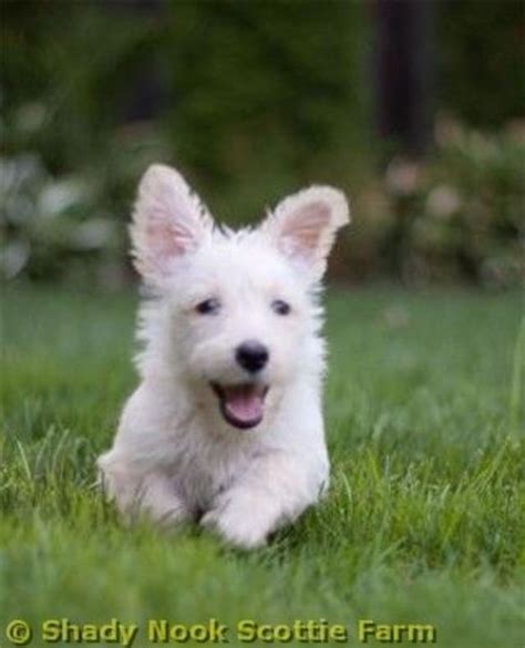 Scottish Terrier Puppies | HubPages