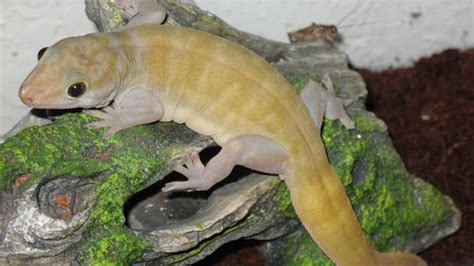 Golden Gecko Facts and Pictures | Reptile Fact