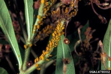 Aphids are Pests in the Georgia School or Community Garden