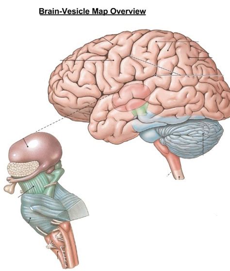 The Brain Encephalon Diagram | Quizlet