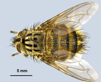 Tachinidae » Manaaki Whenua