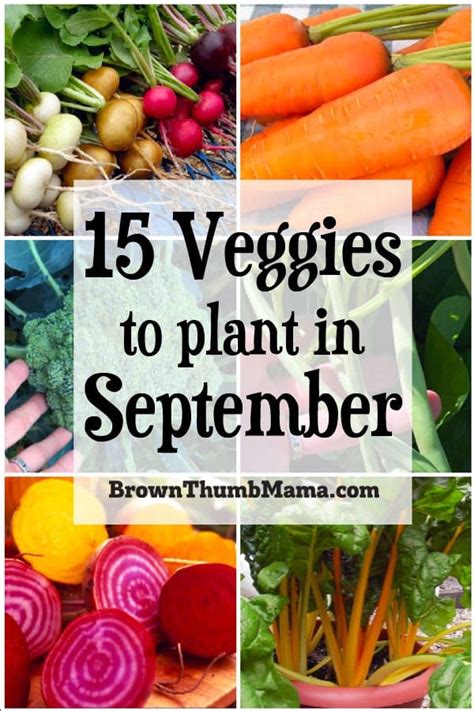 15 Vegetables to Plant in September {Zone 9} in 2020 | Fall garden vegetables, Winter vegetables ...