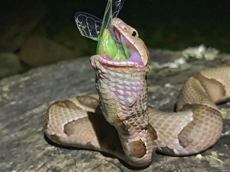 Cicadas make great snacks for copperhead snakes, experts say | WATE 6 On Your Side