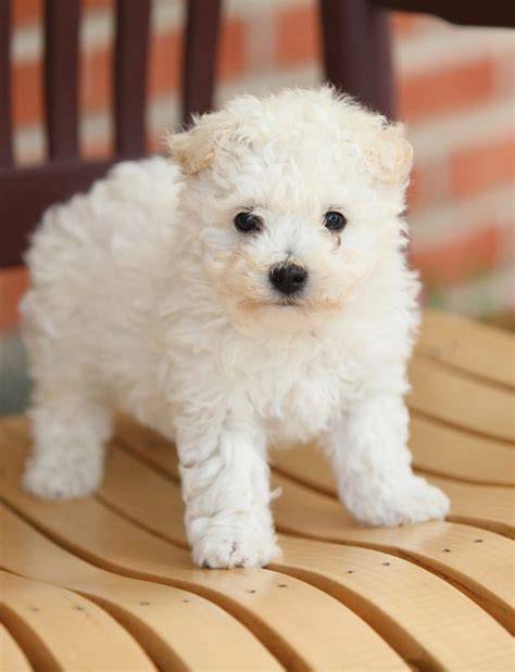 White Dog Breeds - Discover The Pups As Pale As Snow!