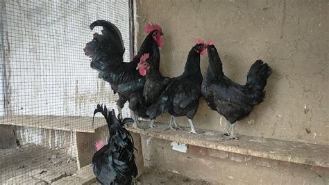 Australorp Breeders at Farm House - YouTube